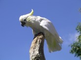 Lesser-sulphur_crested_cockatoo_31l07
