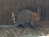 Photo 2016-02-28, 12 48 42 PM