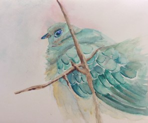 Australian Exotic Pigeon