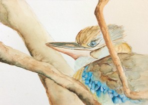kookaburra 2