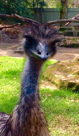 emu